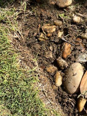 Rocks left under sod