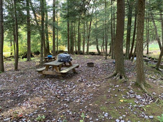 Tent site in the woods