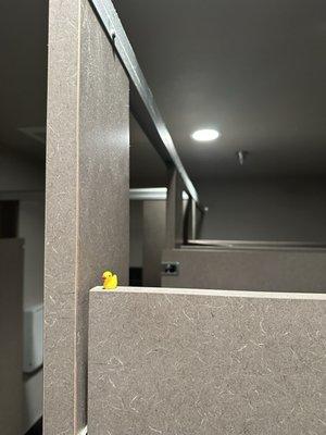 Duck in the bathroom