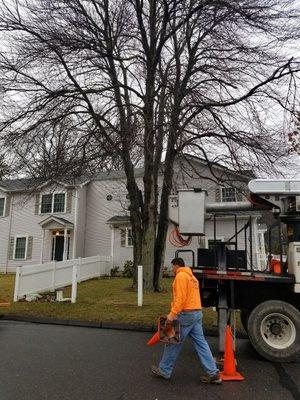 Red maple tree about to be removed.