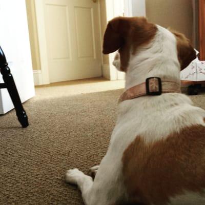 Lucy waiting patiently to see Dr Pinto. After her injury she dragged her legs. Now she can walk & wag her tail again.