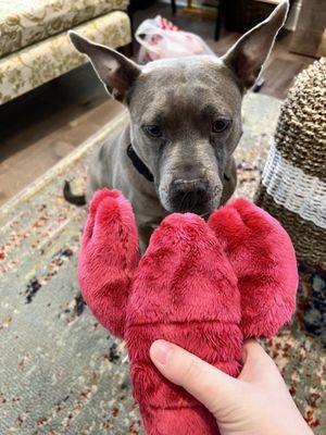 New lobster toy!