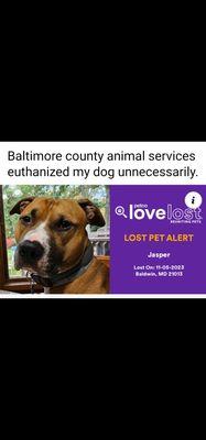 Baltimore county animal services euthanized my dog unnecessarily