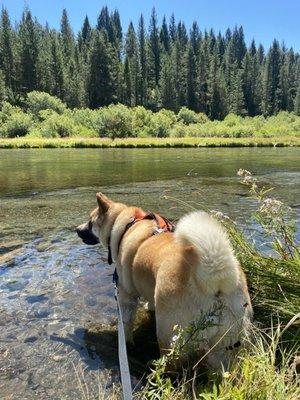 Zelda, water dog.