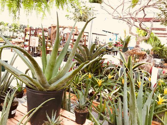 Aloe vera and assorted succulents