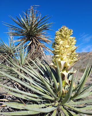 Mojave yucca