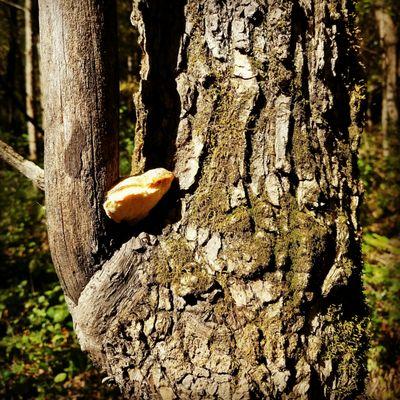 The only chicken of the woods mushroom we found