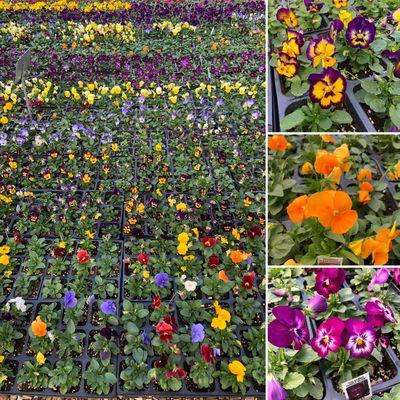 'ColorMax' Violas for Fall Planting