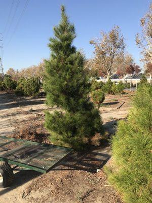 Very few cut-your-own Christmas trees available