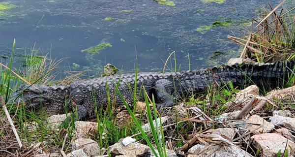 Yepper. That's a gator looking for a wayward something