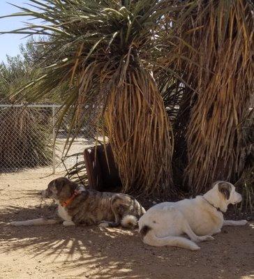 The Boyz have had annual checkups since birth! They love guarding, while relaxing of course!