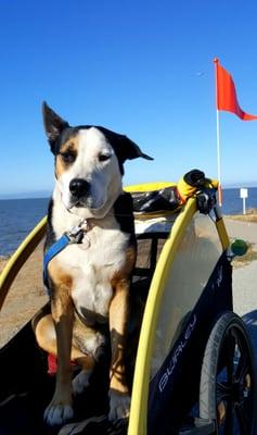 Burley Honey Bee can fit my xlarge dog Jackson Louie.  :p  He loves riding in it. I've also trained him not to jump while in motion.