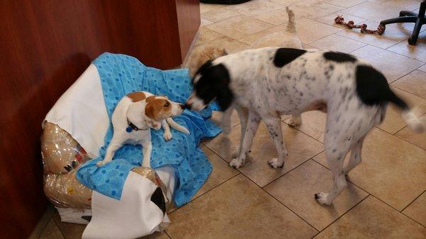 Gracie says "Hello" to the new puppy!