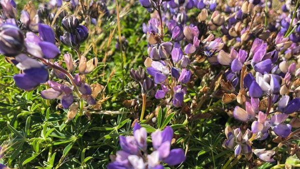 Noyo Headlands Park