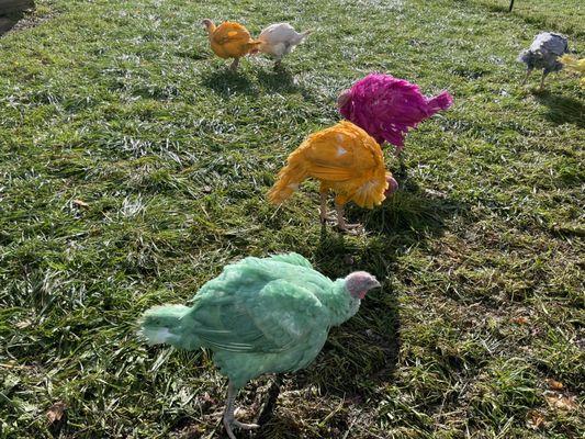 Gozzi's Famous "Colored Turkeys"