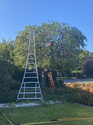 Sharping a flowering pear tree.