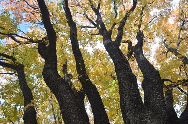 Chinese Pistache with fall color