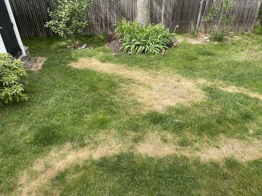 This is one week after the gas leak from Groundhog Turf Care's fertilizer machine.