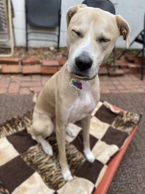 My dog with very different hair