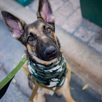 I was out shooting some street photography when I came across this gorgeous fur baby who happens to be an Austin K-9 Officer named Nico!