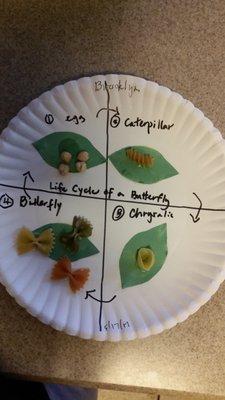 macaroni STEM art for 2.5 year olds!  It was incorporated in a lesson plan on insects with real live butterflies.  Love this school.