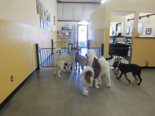 Doggy Day School