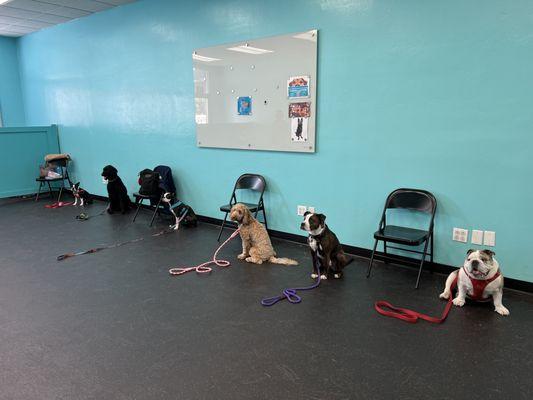 South Bay Dog Training