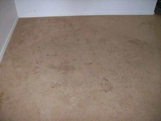 heavily soild carpet