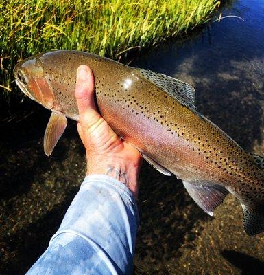 Amazing Cutbow caught on the Upper Owens in fall 2022