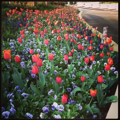 Flowers in front of the office