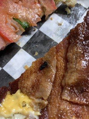 In the photo u can see the dead fly on the bacon