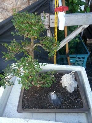 Elm Bonsai