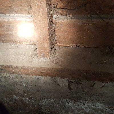 Termite shelter tubes under the house.