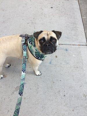 Louise on a dog walk sporting her matching harness and leash. "Dog walking is fun!"