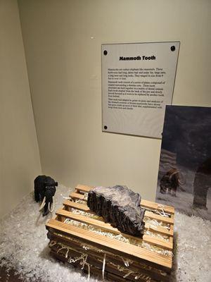 Cool fact about mammoth teeth!