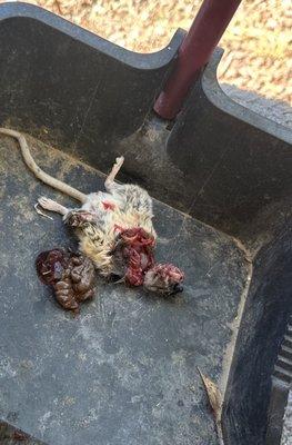 This is one of the rats he caught at one of our properties that we had a big problem with. Yuk! Ugh!