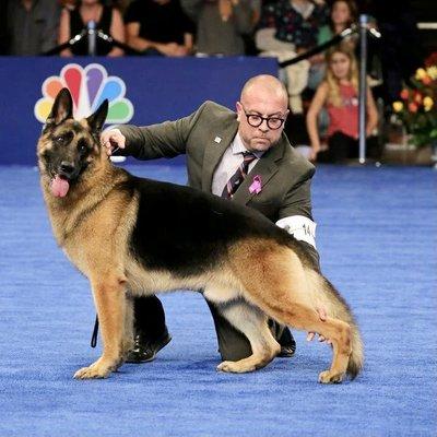 Heathcliff, a German Shepard won in the herding group. 2023 Bill McCay/NBC