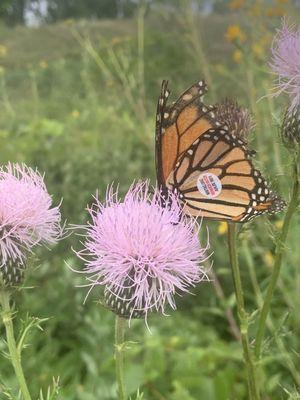 monarch butterfly along the trail