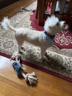 My beloved poodle sporting his new hairdo