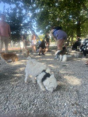 A Pomeranian dog meet up at Peter's Park!