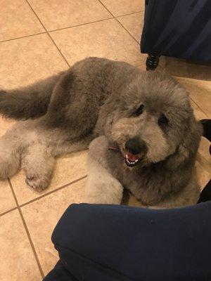 My golden doodle that the owner told me had to be shaved because she was matted. This is right after her groom at Fletcher Animal Hospital.