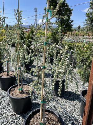 Devil Mountain Wholesale Nursery