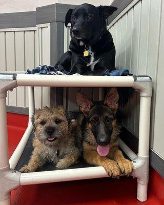 Dog Daycare Indoor Fun