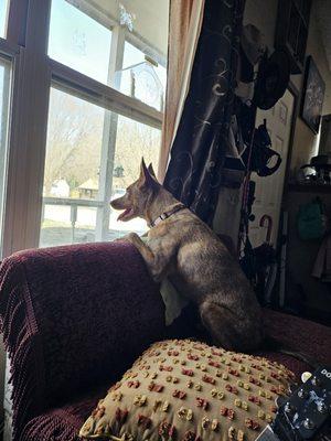 Roja watching squirrels