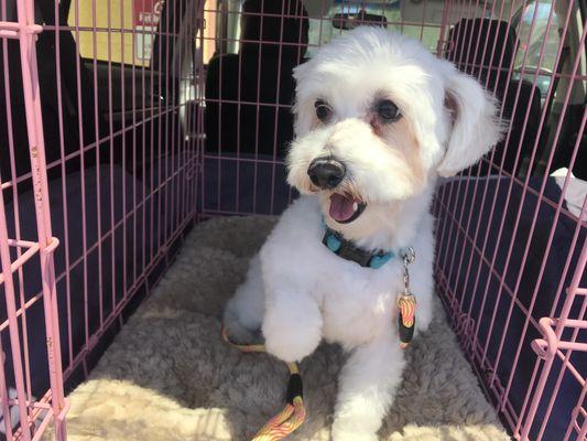 Sweet Lily  enjoys her 
 Grooming at home with mobile DOGGY DO MOBILE 
 Lily has been a client of TINA's over two years.