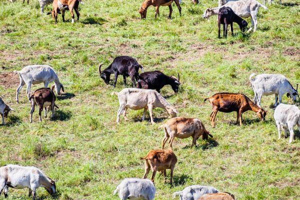 Deploying goats to community hillsides to manage brush in preventing wildfire spread.