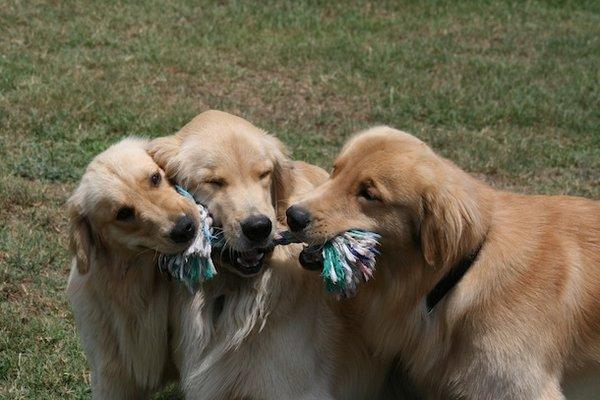 Wilson, Wally & Tino - Another happy day at The Doggie Lama