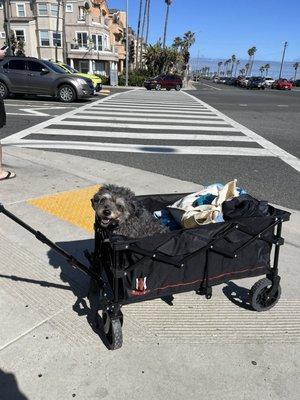 Taking Boba to the beach after his vet appt. :)