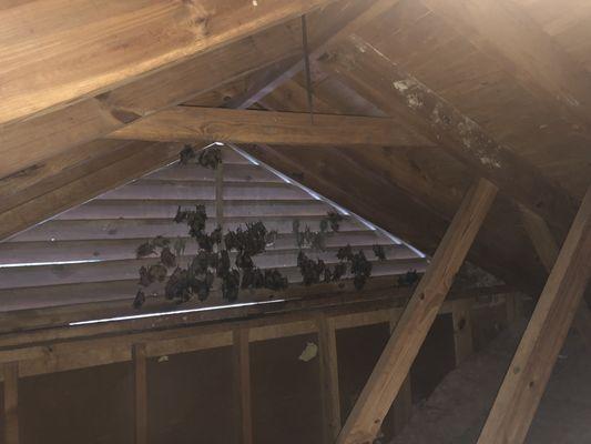 Bats roosting in gable vent in Charlotte, NC