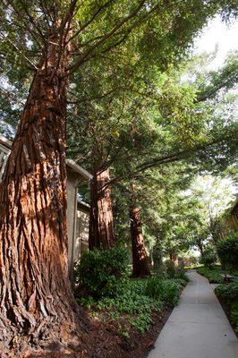 Redwood Trees at Miramar Plaza Apartments